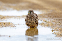 Turmfalke