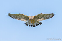 Turmfalke