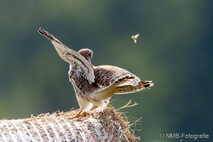 Turmfalke