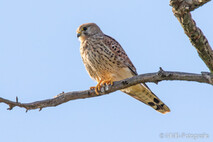 Turmfalke