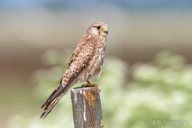 Turmfalke