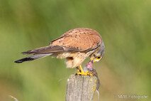 Turmfalke