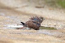 Turmfalke