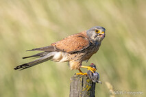 Turmfalke