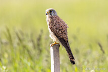 Turmfalke