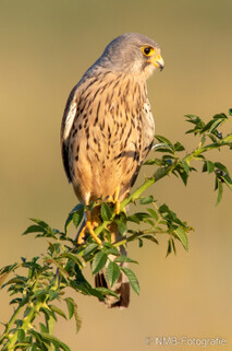 Turmfalke