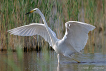 Silberreiher
