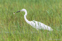 Silberreiher