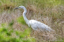 Silberreiher
